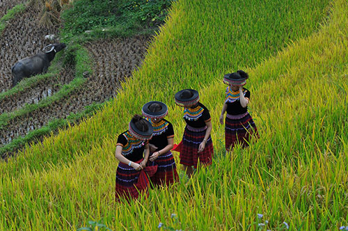 Hmong3.jpg