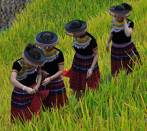 Hmong4.jpg